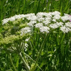 FuturePlanter Wiesen-Bärenklau (Heracleum Sphondylium) Alle Pflanzen Im Shop