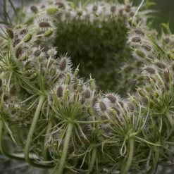 FuturePlanter Wiesen-Bärenklau (Heracleum Sphondylium) Alle Pflanzen Im Shop