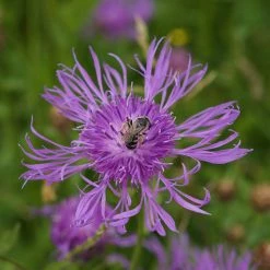 FuturePlanter Alle Pflanzen Im Shop Wiesen-Flockenblume (Centaurea Jacea)
