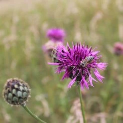 FuturePlanter Alle Pflanzen Im Shop Wiesen-Flockenblume (Centaurea Jacea)
