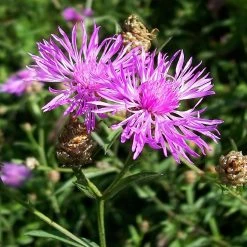 FuturePlanter Alle Pflanzen Im Shop Wiesen-Flockenblume (Centaurea Jacea)