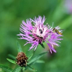FuturePlanter Alle Pflanzen Im Shop Wiesen-Flockenblume (Centaurea Jacea)