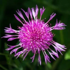 FuturePlanter Alle Pflanzen Im Shop Wiesen-Flockenblume (Centaurea Jacea)