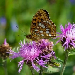 FuturePlanter Alle Pflanzen Im Shop Wiesen-Flockenblume (Centaurea Jacea)