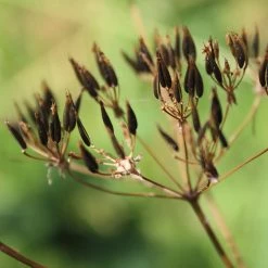 FuturePlanter Alle Pflanzen Im Shop Wiesen-Kerbel (Anthriscus Sylvestris) 13 FuturePlanter Alle Pflanzen Im Shop Wiesen-Kerbel (Anthriscus Sylvestris)