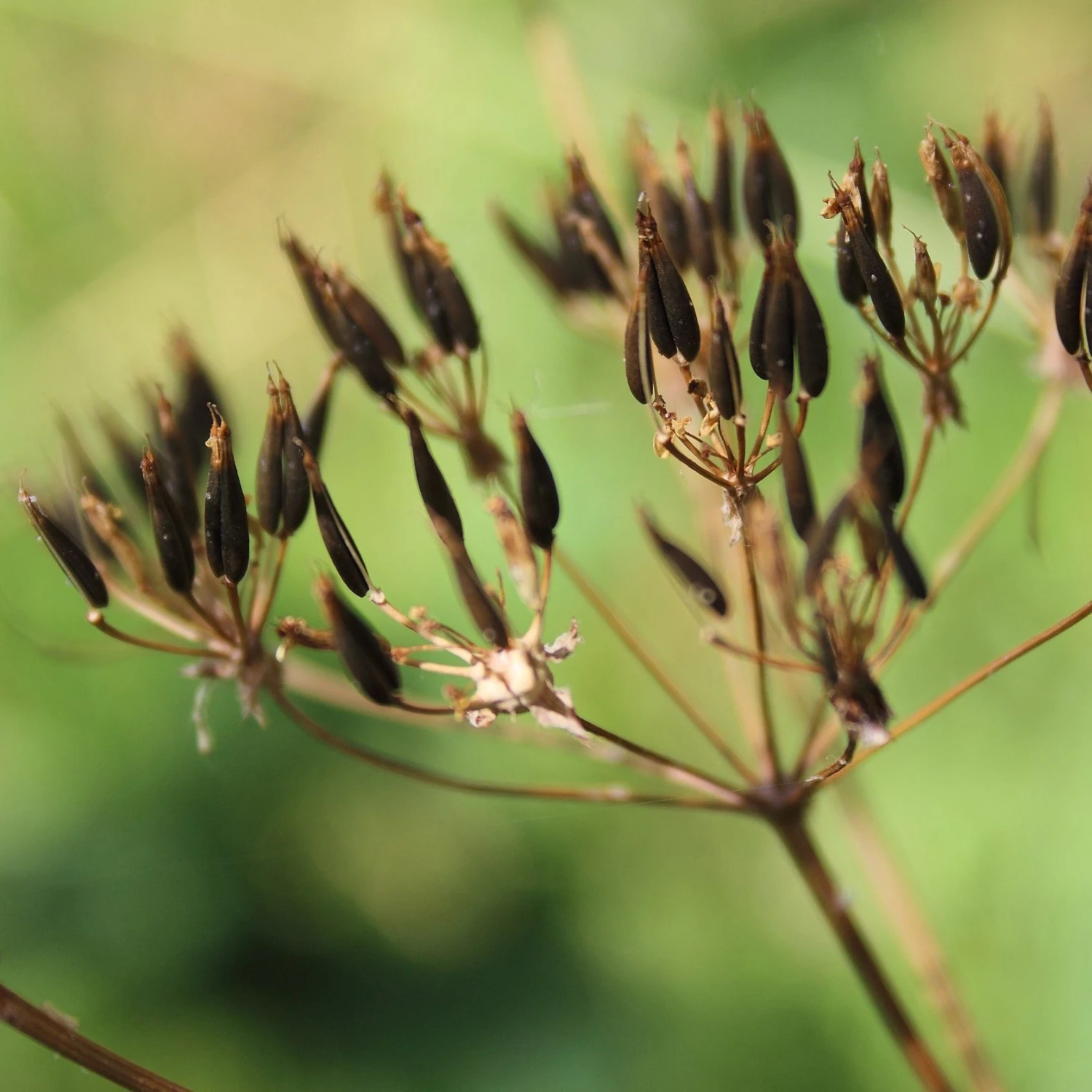 FuturePlanter Alle Pflanzen Im Shop Wiesen-Kerbel (Anthriscus Sylvestris) 6 FuturePlanter Alle Pflanzen Im Shop Wiesen-Kerbel (Anthriscus Sylvestris)