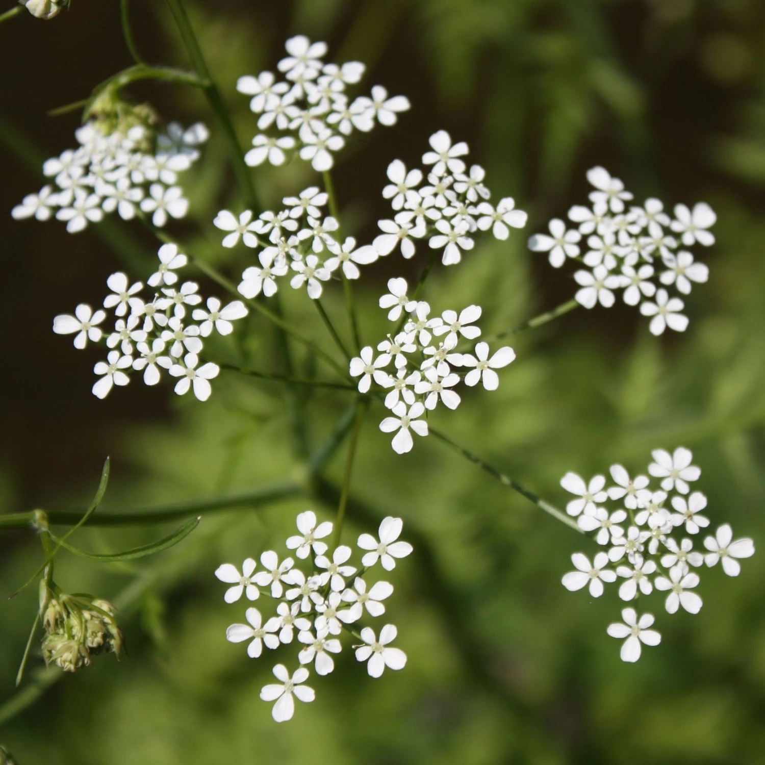 FuturePlanter Alle Pflanzen Im Shop Wiesen-Kerbel (Anthriscus Sylvestris) 4 FuturePlanter Alle Pflanzen Im Shop Wiesen-Kerbel (Anthriscus Sylvestris)