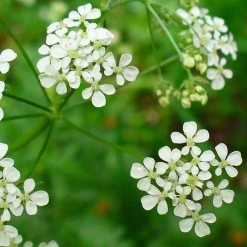 FuturePlanter Alle Pflanzen Im Shop Wiesen-Kerbel (Anthriscus Sylvestris) 10 FuturePlanter Alle Pflanzen Im Shop Wiesen-Kerbel (Anthriscus Sylvestris)