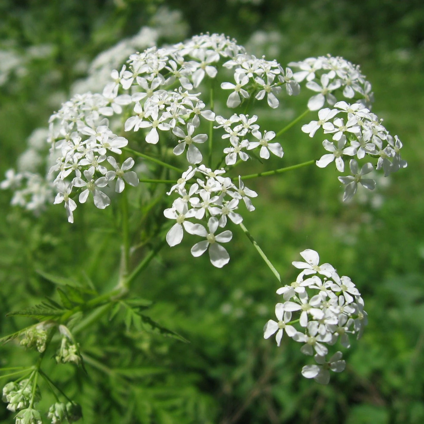 FuturePlanter Alle Pflanzen Im Shop Wiesen-Kerbel (Anthriscus Sylvestris) 2 FuturePlanter Alle Pflanzen Im Shop Wiesen-Kerbel (Anthriscus Sylvestris)