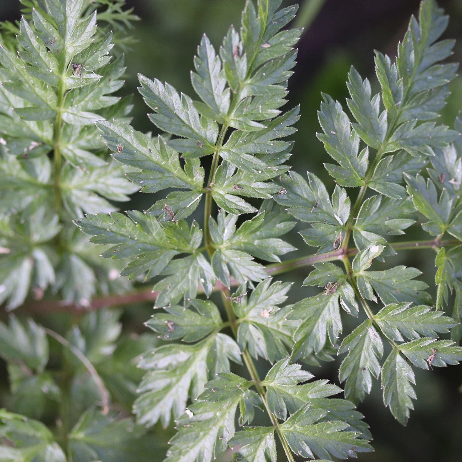 FuturePlanter Alle Pflanzen Im Shop Wiesen-Kerbel (Anthriscus Sylvestris) 7 FuturePlanter Alle Pflanzen Im Shop Wiesen-Kerbel (Anthriscus Sylvestris)