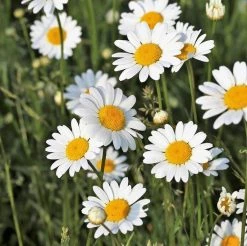 FuturePlanter Wiesen-Margerite (Leucanthemum Vulgare) Alle Pflanzen Im Shop