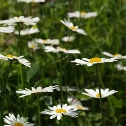 FuturePlanter Wiesen-Margerite (Leucanthemum Vulgare) Alle Pflanzen Im Shop