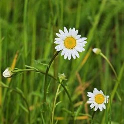 FuturePlanter Wiesen-Margerite (Leucanthemum Vulgare) Alle Pflanzen Im Shop