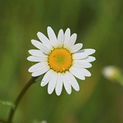 FuturePlanter Wiesen-Margerite (Leucanthemum Vulgare) Alle Pflanzen Im Shop