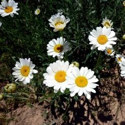 FuturePlanter Wiesen-Margerite (Leucanthemum Vulgare) Alle Pflanzen Im Shop