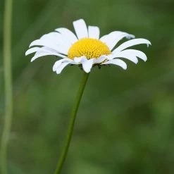 FuturePlanter Wiesen-Margerite (Leucanthemum Vulgare) Alle Pflanzen Im Shop