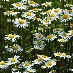 FuturePlanter Wiesen-Margerite (Leucanthemum Vulgare) Alle Pflanzen Im Shop