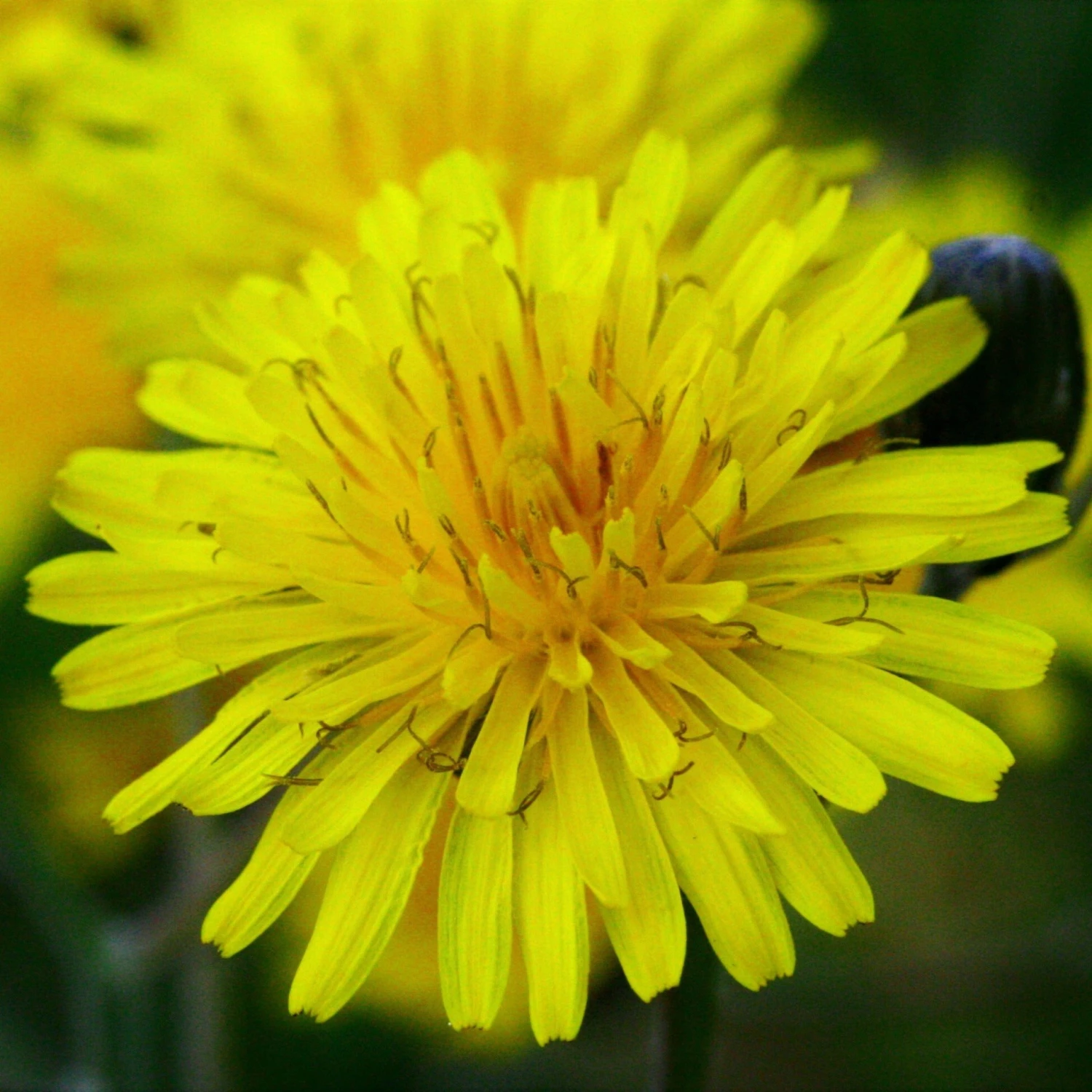 FuturePlanter Wiesen-Pippau (Crepis Biennis) Alle Pflanzen Im Shop 5 FuturePlanter Wiesen-Pippau (Crepis Biennis) Alle Pflanzen Im Shop