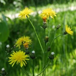 FuturePlanter Wiesen-Pippau (Crepis Biennis) Alle Pflanzen Im Shop 14 FuturePlanter Wiesen-Pippau (Crepis Biennis) Alle Pflanzen Im Shop