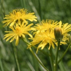 FuturePlanter Wiesen-Pippau (Crepis Biennis) Alle Pflanzen Im Shop