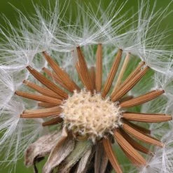 FuturePlanter Wiesen-Pippau (Crepis Biennis) Alle Pflanzen Im Shop 15 FuturePlanter Wiesen-Pippau (Crepis Biennis) Alle Pflanzen Im Shop
