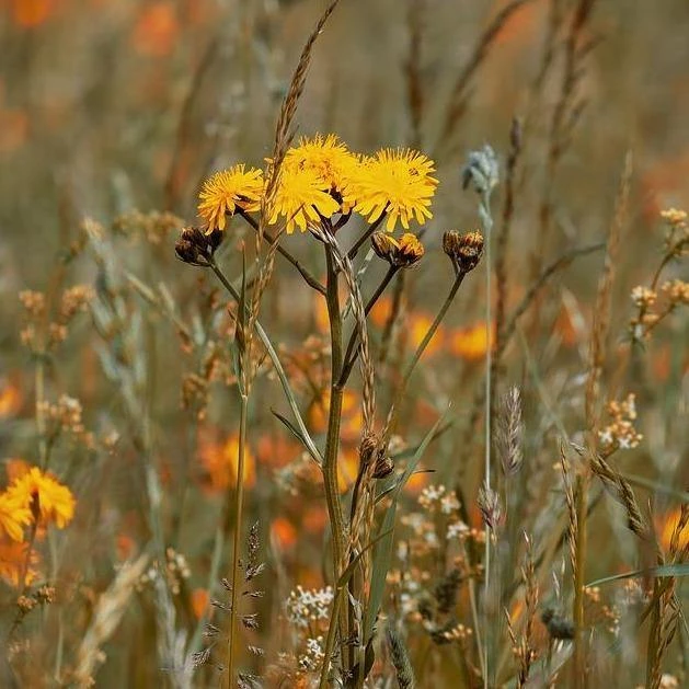 FuturePlanter Wiesen-Pippau (Crepis Biennis) Alle Pflanzen Im Shop 4 FuturePlanter Wiesen-Pippau (Crepis Biennis) Alle Pflanzen Im Shop