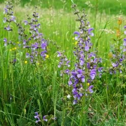 FuturePlanter Wiesen-Salbei (Salvia Pratensis)