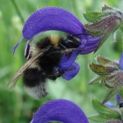 FuturePlanter Wiesen-Salbei (Salvia Pratensis)