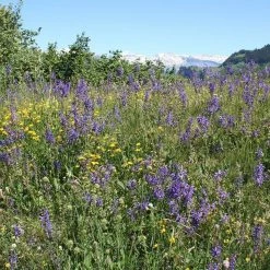 FuturePlanter Wiesen-Salbei (Salvia Pratensis)