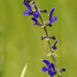 FuturePlanter Wiesen-Salbei (Salvia Pratensis)