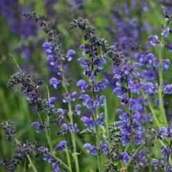 FuturePlanter Wiesen-Salbei (Salvia Pratensis)