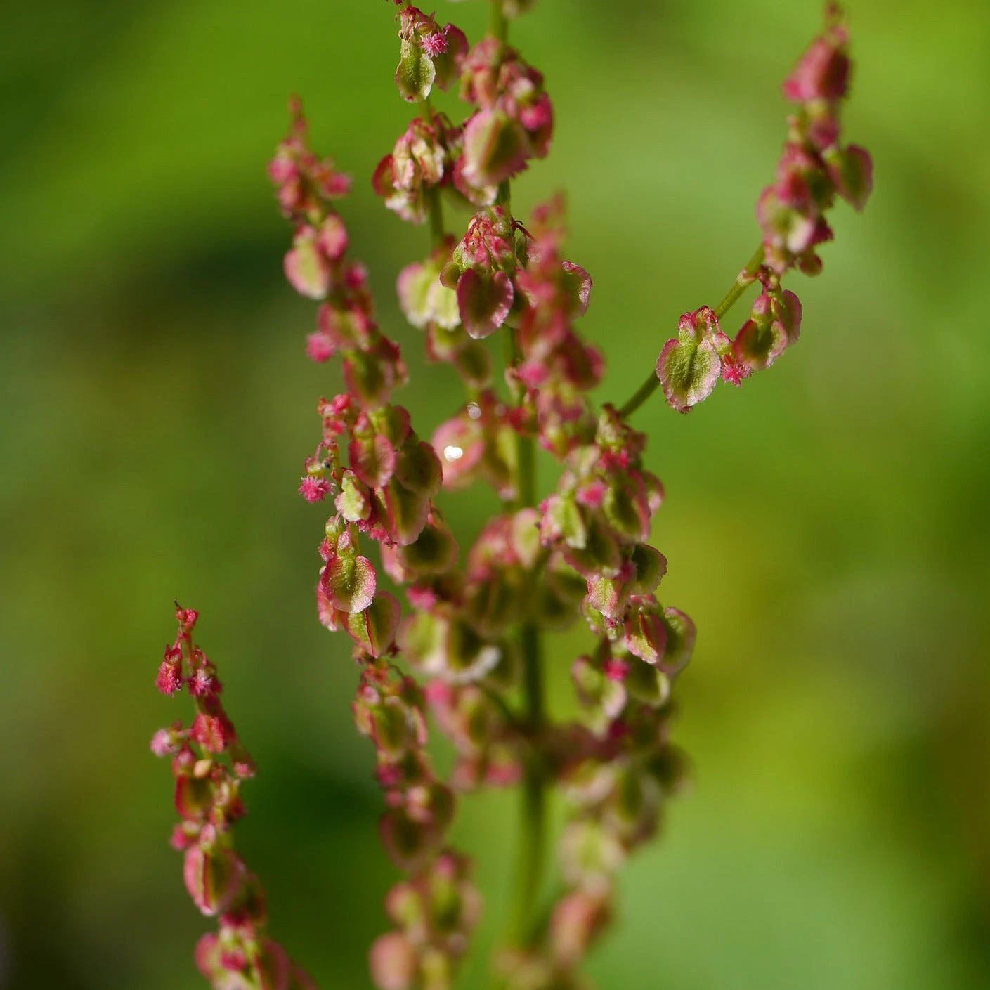 FuturePlanter Wiesen-Sauerampfer (Rumex Acetosa) 2 FuturePlanter Wiesen-Sauerampfer (Rumex Acetosa)
