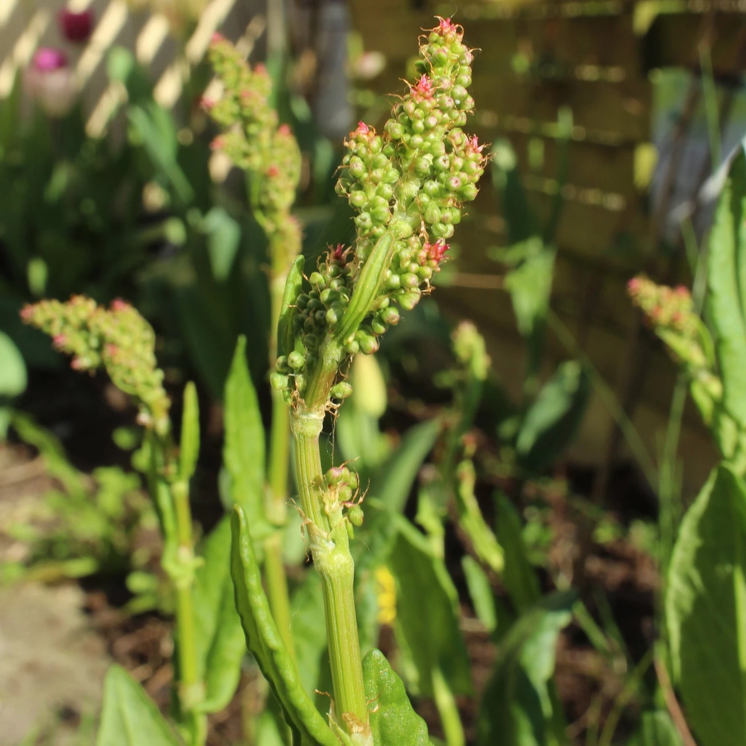 FuturePlanter Wiesen-Sauerampfer (Rumex Acetosa) 8 FuturePlanter Wiesen-Sauerampfer (Rumex Acetosa)