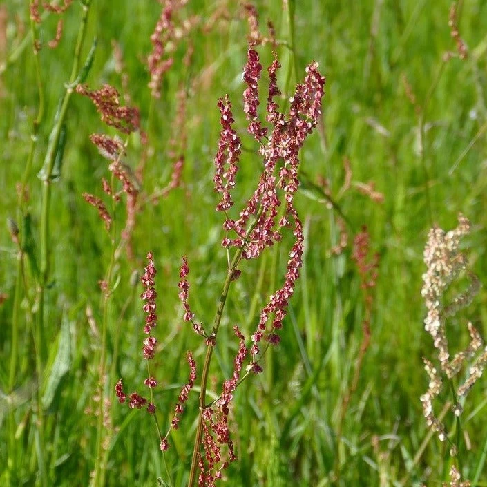 FuturePlanter Wiesen-Sauerampfer (Rumex Acetosa) 7 FuturePlanter Wiesen-Sauerampfer (Rumex Acetosa)