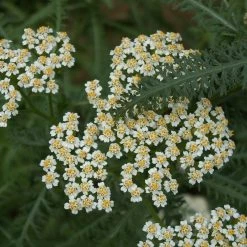FuturePlanter Alle Pflanzen Im Shop Wiesen-Schafgarbe (Achillea Millefolium)