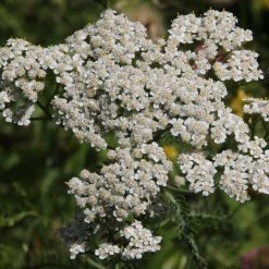FuturePlanter Alle Pflanzen Im Shop Wiesen-Schafgarbe (Achillea Millefolium)