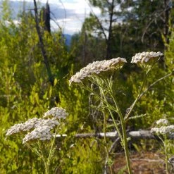 FuturePlanter Alle Pflanzen Im Shop Wiesen-Schafgarbe (Achillea Millefolium)