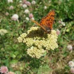FuturePlanter Alle Pflanzen Im Shop Wiesen-Schafgarbe (Achillea Millefolium)