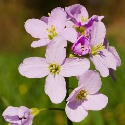 FuturePlanter Alle Pflanzen Im Shop Wiesen-Schaumkraut (Cardamine Pratensis)