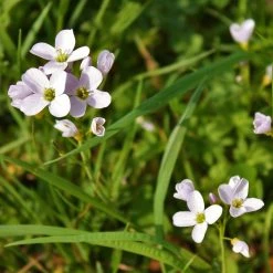 FuturePlanter Alle Pflanzen Im Shop Wiesen-Schaumkraut (Cardamine Pratensis)