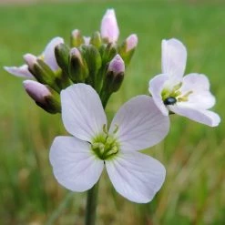 FuturePlanter Alle Pflanzen Im Shop Wiesen-Schaumkraut (Cardamine Pratensis)
