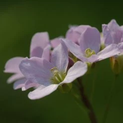 FuturePlanter Alle Pflanzen Im Shop Wiesen-Schaumkraut (Cardamine Pratensis)