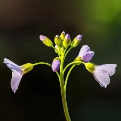 FuturePlanter Alle Pflanzen Im Shop Wiesen-Schaumkraut (Cardamine Pratensis)