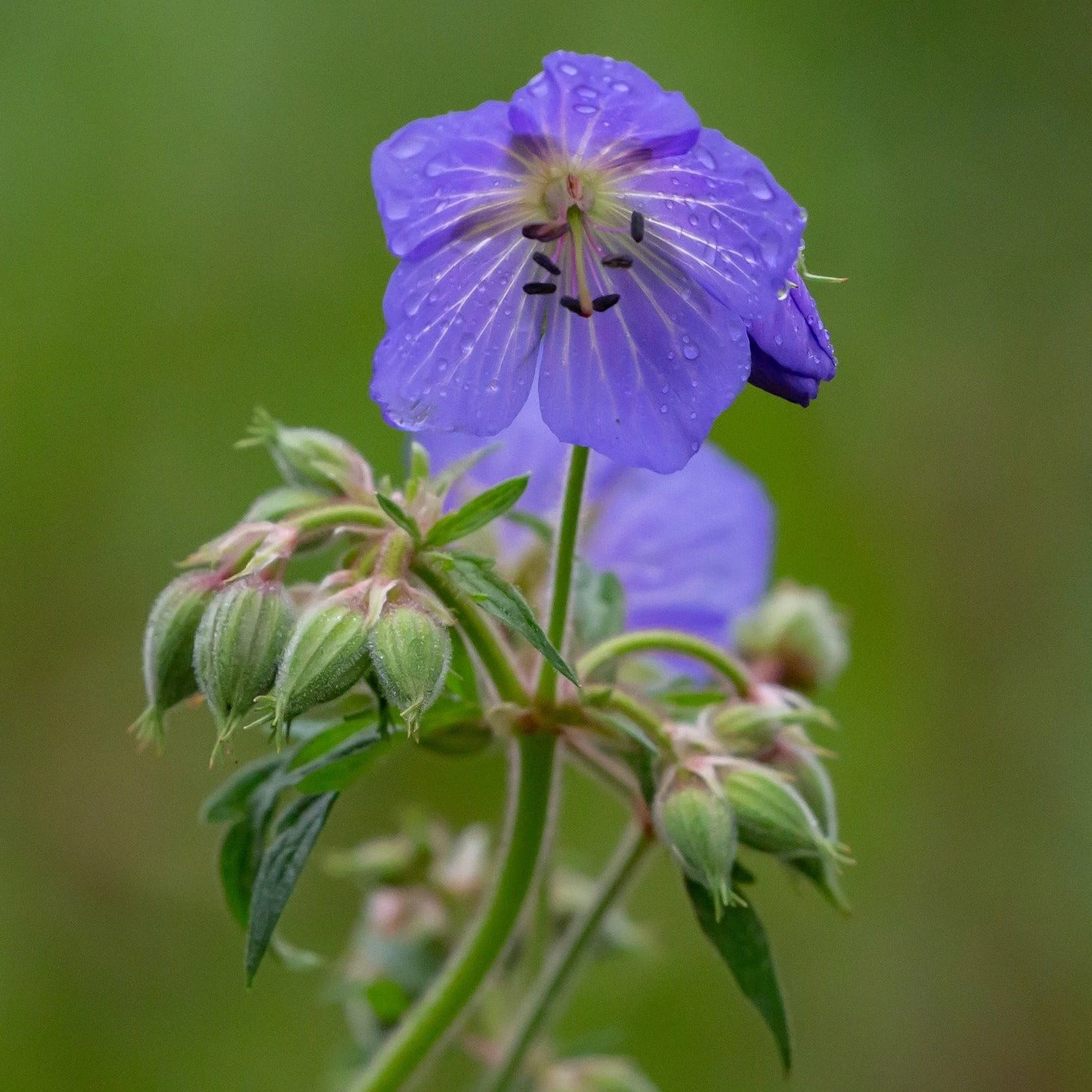 FuturePlanter Wiesen-Storchschnabel (Geranium Pratense) 6 FuturePlanter Wiesen-Storchschnabel (Geranium Pratense)