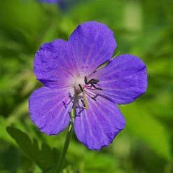 FuturePlanter Wiesen-Storchschnabel (Geranium Pratense) 10 FuturePlanter Wiesen-Storchschnabel (Geranium Pratense)