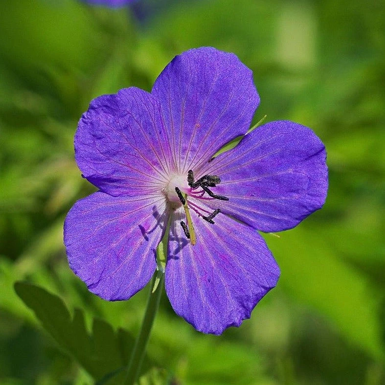 FuturePlanter Wiesen-Storchschnabel (Geranium Pratense) 3 FuturePlanter Wiesen-Storchschnabel (Geranium Pratense)