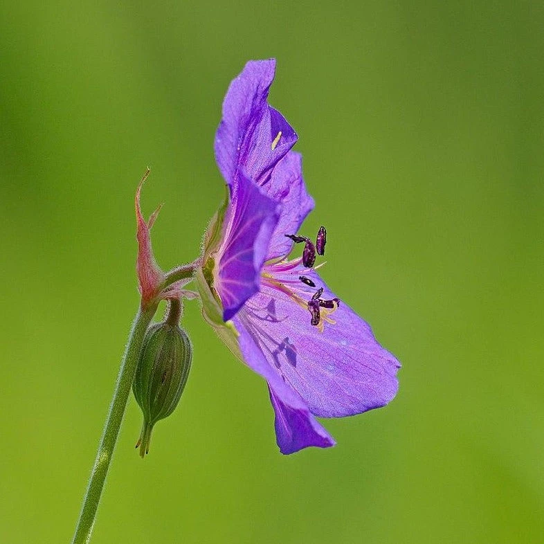 FuturePlanter Wiesen-Storchschnabel (Geranium Pratense) 4 FuturePlanter Wiesen-Storchschnabel (Geranium Pratense)