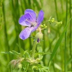 FuturePlanter Wiesen-Storchschnabel (Geranium Pratense) 12 FuturePlanter Wiesen-Storchschnabel (Geranium Pratense)