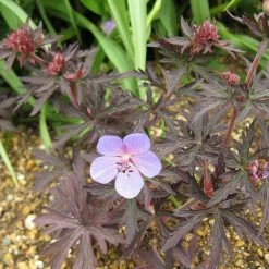 FuturePlanter Wiesen-Storchschnabel (Geranium Pratense) 15 FuturePlanter Wiesen-Storchschnabel (Geranium Pratense)