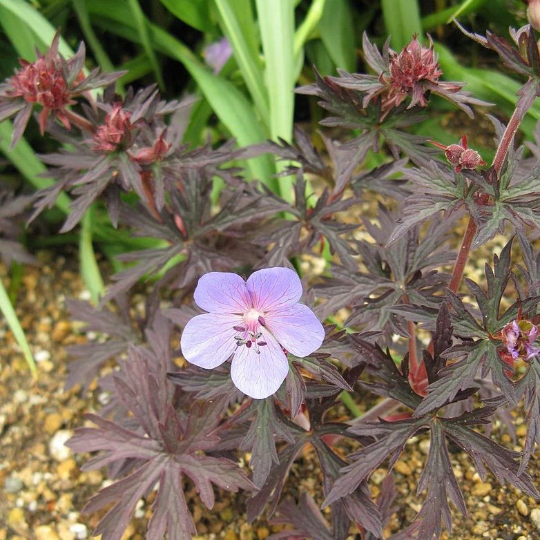 FuturePlanter Wiesen-Storchschnabel (Geranium Pratense) 8 FuturePlanter Wiesen-Storchschnabel (Geranium Pratense)
